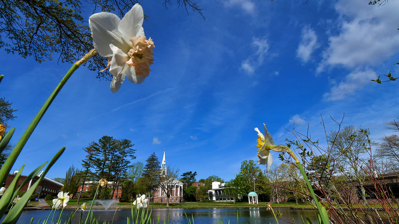 Daffodils by Peacock Pond